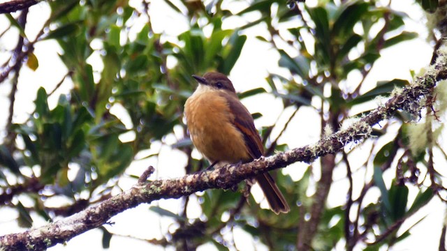 Rufous-bellied Bush-Tyrant - ML201706361