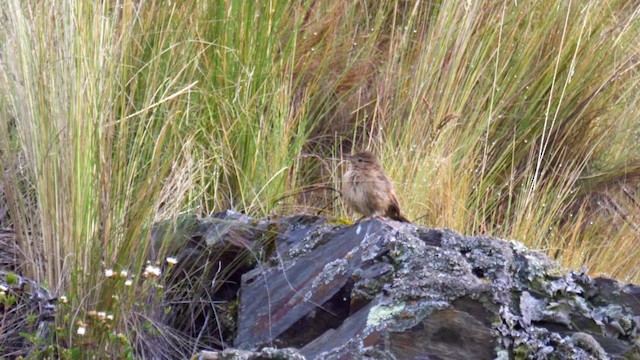 striperyggkurvfugl (sclateri gr.) - ML201706391