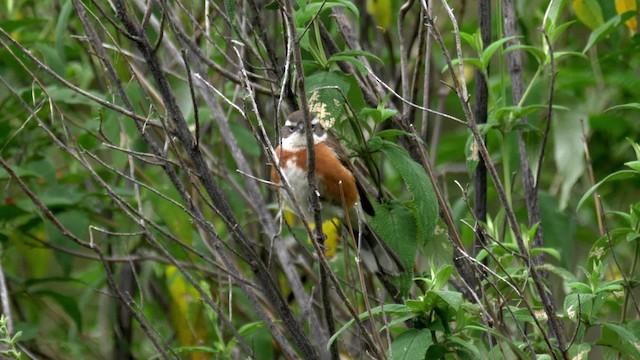 Bolivian Warbling Finch - ML201706421