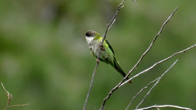 Gray-hooded Parakeet - ML201706431