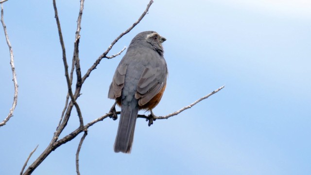 Rufous-bellied Mountain Tanager - ML201706441