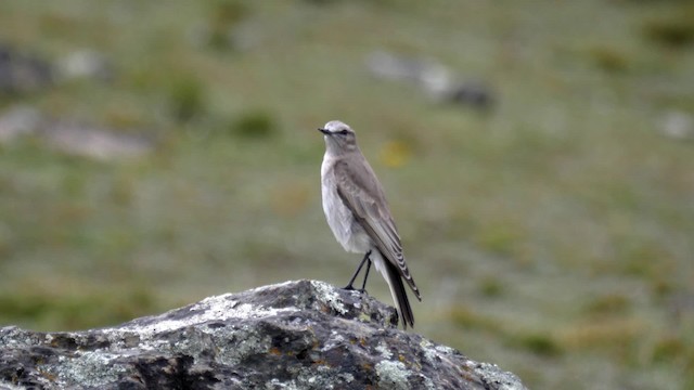 White-fronted Ground-Tyrant - ML201706451