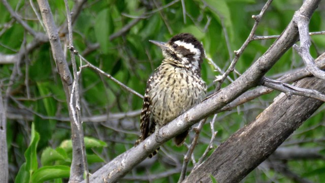 Striped Woodpecker - ML201706471