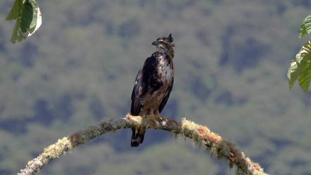 Black-and-chestnut Eagle - ML201706501