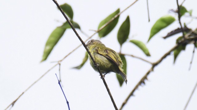 Tyranneau à petits pieds - ML201706511