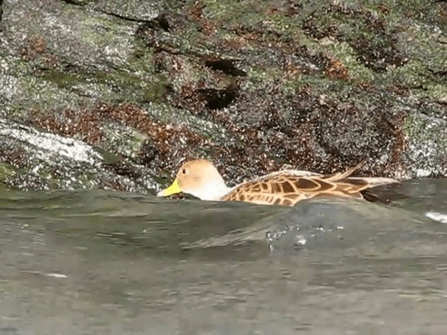 ostralka žlutozobá (ssp. georgica) - ML201706571