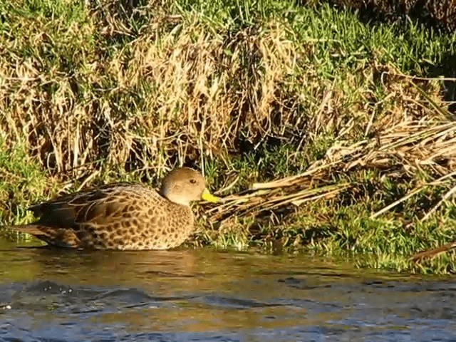 Yellow-billed Pintail (South Georgia) - ML201706581