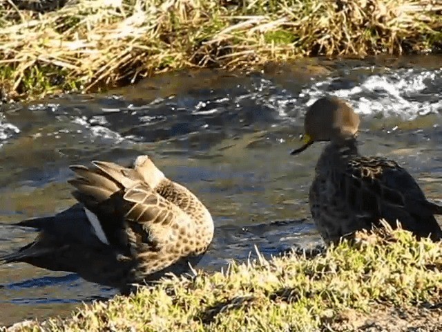 Canard à queue pointue (georgica) - ML201706591