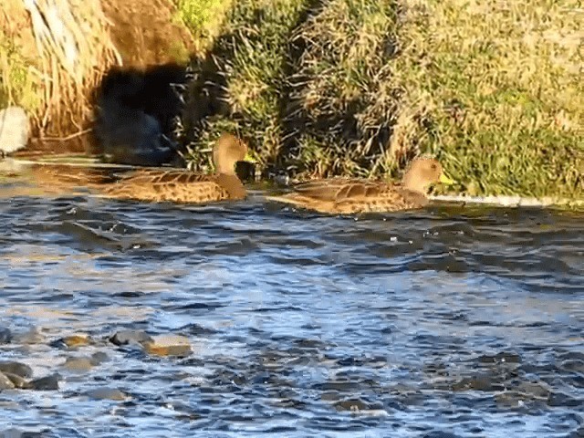 Yellow-billed Pintail (South Georgia) - ML201706601