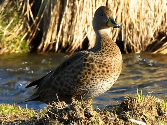 Yellow-billed Pintail (South Georgia) - ML201706611