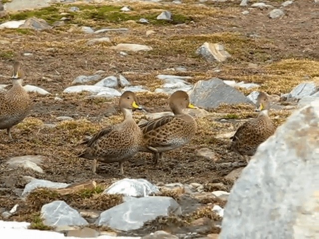 Yellow-billed Pintail (South Georgia) - ML201706631