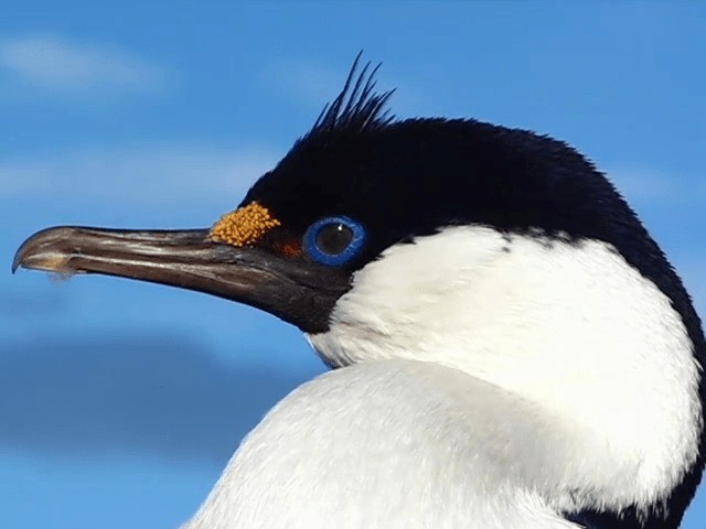 Cormorán de Georgia - ML201706641