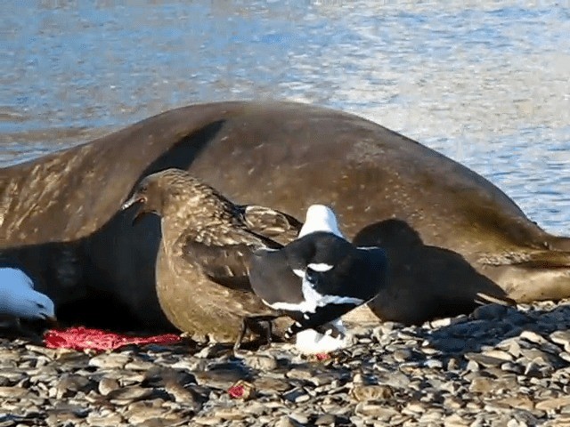 Gaviota Cocinera - ML201706701