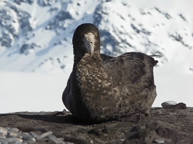 Southern Giant-Petrel - ML201706721