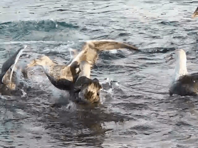 Southern Giant-Petrel - ML201706731