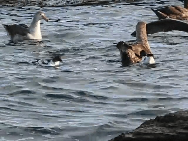 Southern Giant-Petrel - ML201706741