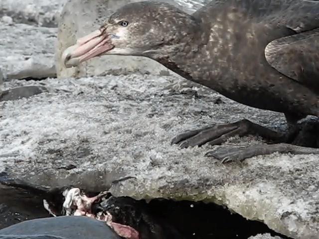 Southern Giant-Petrel - ML201706751