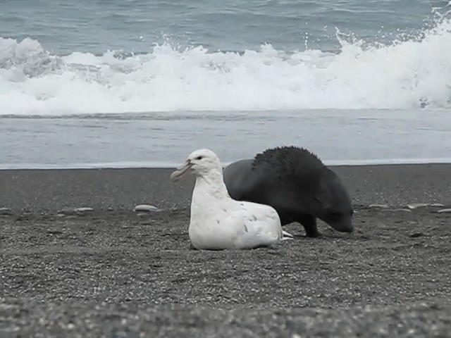 Southern Giant-Petrel - ML201706761