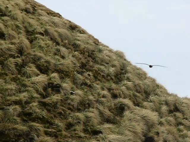 Light-mantled Albatross - ML201706771