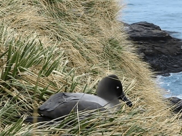 Light-mantled Albatross - ML201706781