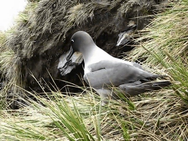 Light-mantled Albatross - ML201706801