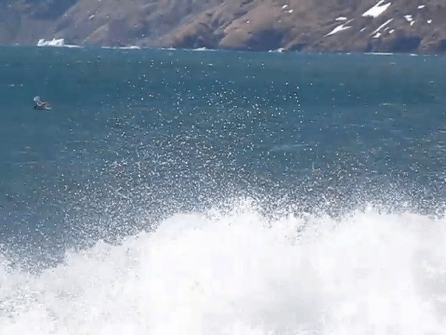 Antarctic Tern (South Georgia) - ML201706821