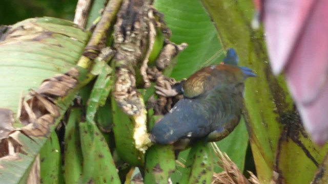 Bronze-winged Parrot - ML201706841