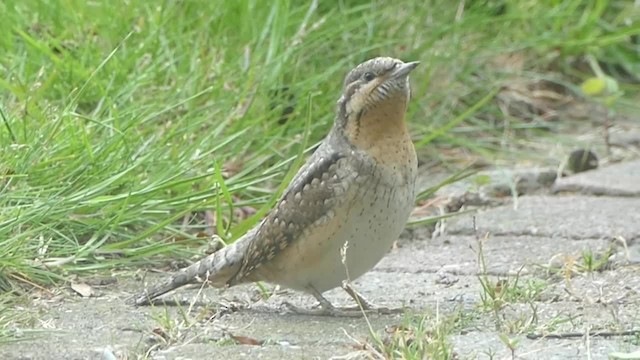 Eurasian Wryneck - eBird