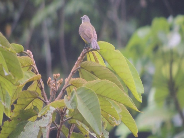 Gray-capped Flycatcher - ML201706951