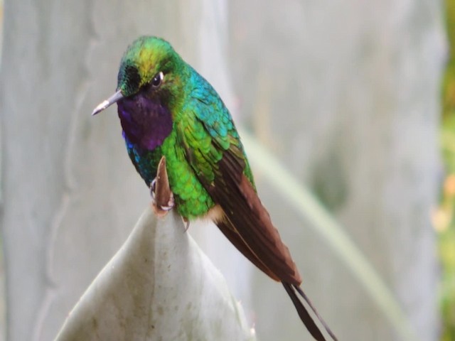 kolibřík tikavý - ML201706971