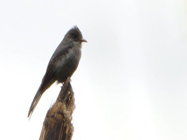 Smoke-colored Pewee - ML201707021