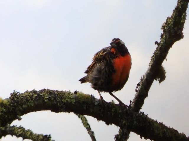 ペルームネアカマキバドリ - ML201707041