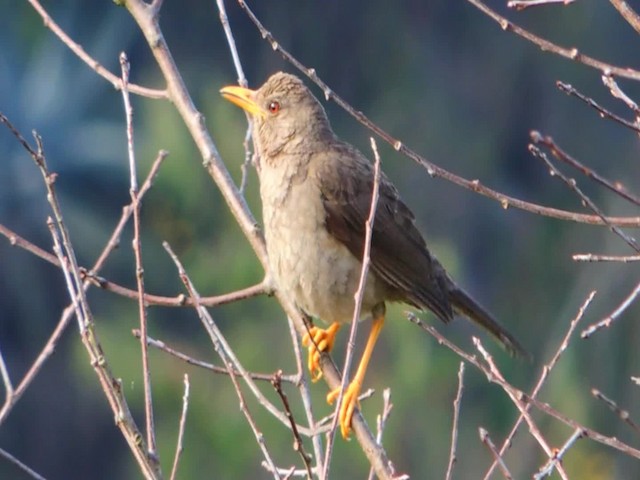 Chiguanco Thrush (chiguanco/conradi) - ML201707051