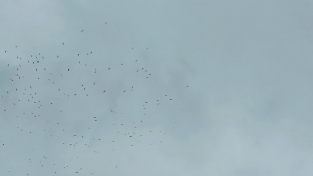 White-collared Swift - ML201707111