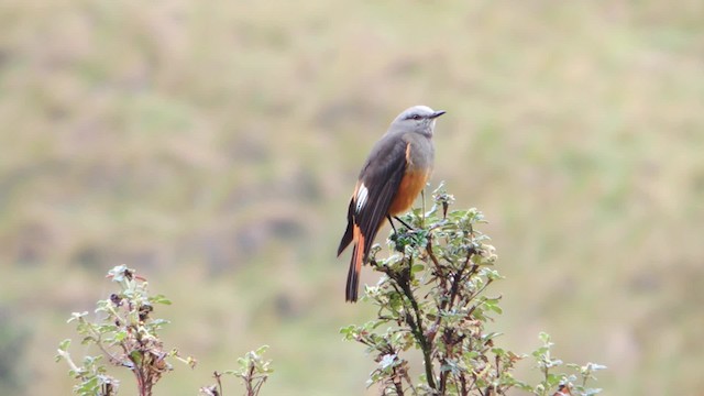 Red-rumped Bush-Tyrant - ML201707131