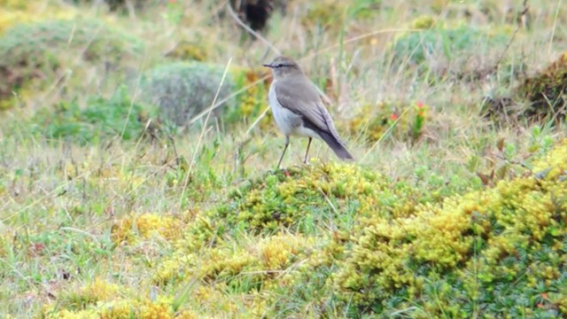 Plain-capped Ground-Tyrant - ML201707141