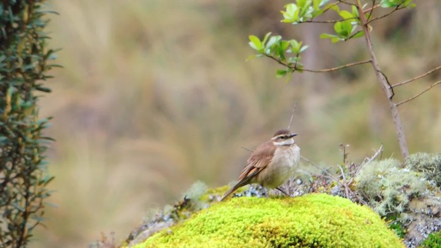 Chestnut-winged Cinclodes - ML201707151