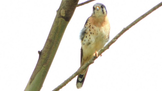 American Kestrel (South American) - ML201707171