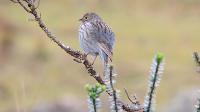 Ash-breasted Sierra Finch - ML201707201