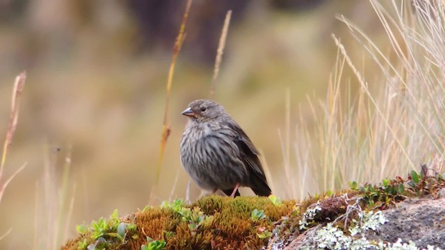 ネズミヤマシトド - ML201707211