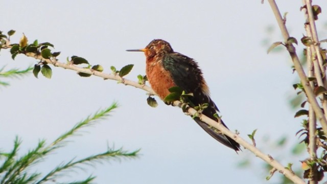 Giant Hummingbird - ML201707261