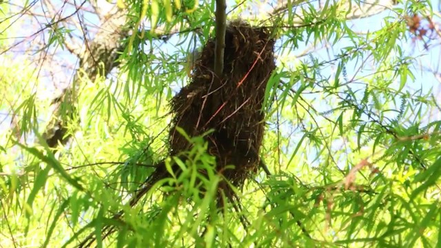 Line-cheeked Spinetail (Line-cheeked) - ML201707271