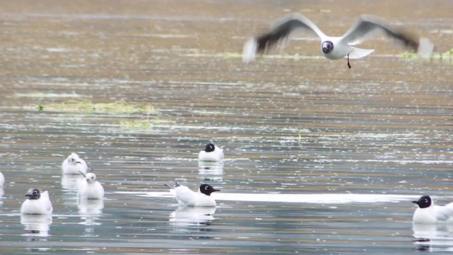 Andean Gull - ML201707291