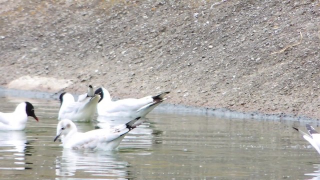 Mouette des Andes - ML201707301