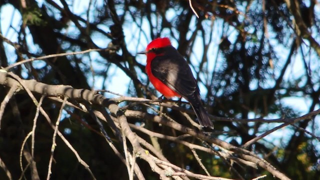 Vermilion Flycatcher (obscurus Group) - ML201707311