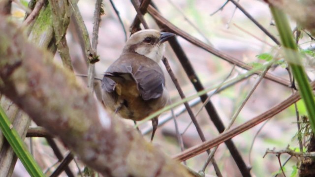 Pale-headed Brushfinch - ML201707351