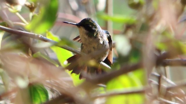 White-booted Racket-tail - ML201707381