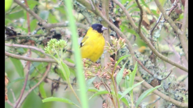 Hooded Siskin - ML201707401