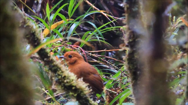 Equatorial Antpitta - ML201707411