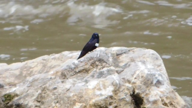 White-banded Swallow - ML201707451